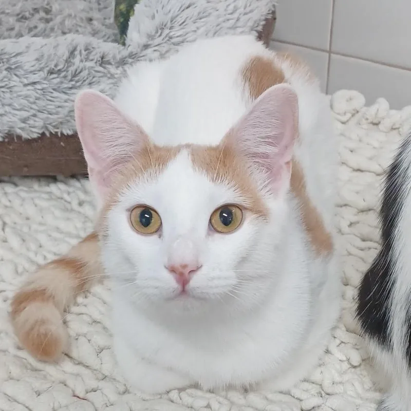 Oopsy Daisy thumbnail 3