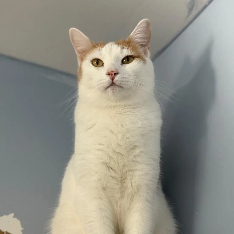 Oopsy Daisy thumbnail 4