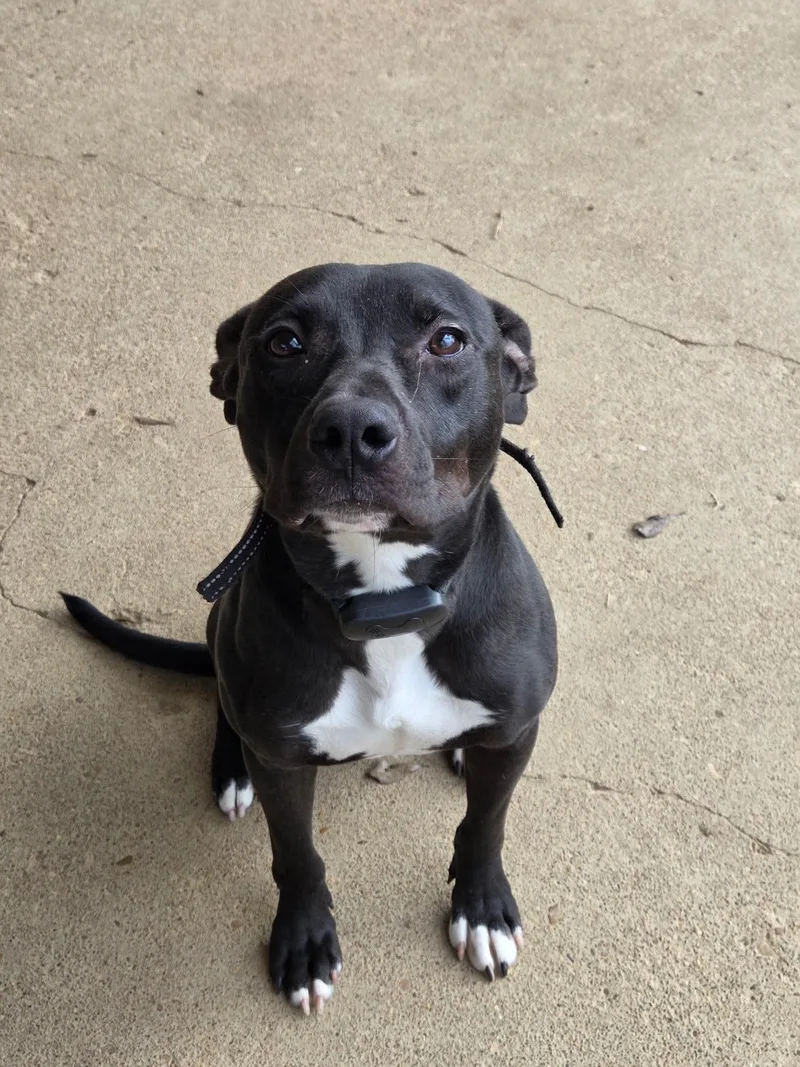 Rico Shelton thumbnail 2