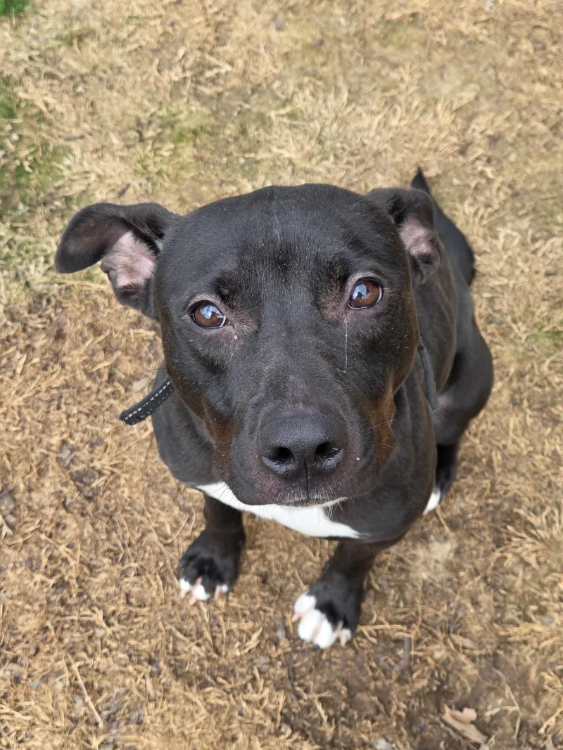 Rico Shelton thumbnail 3