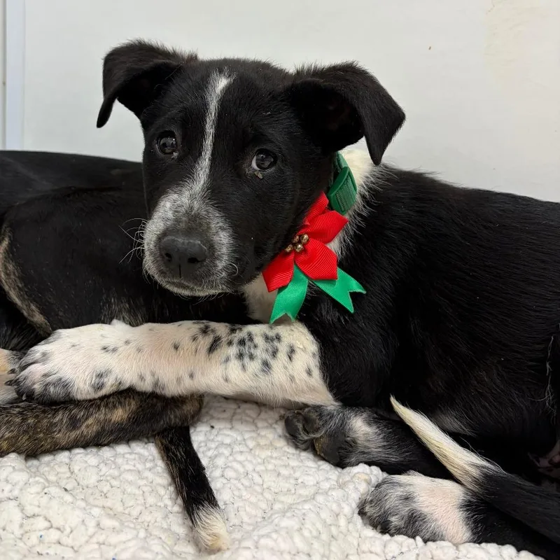 Dragon Dance thumbnail 2