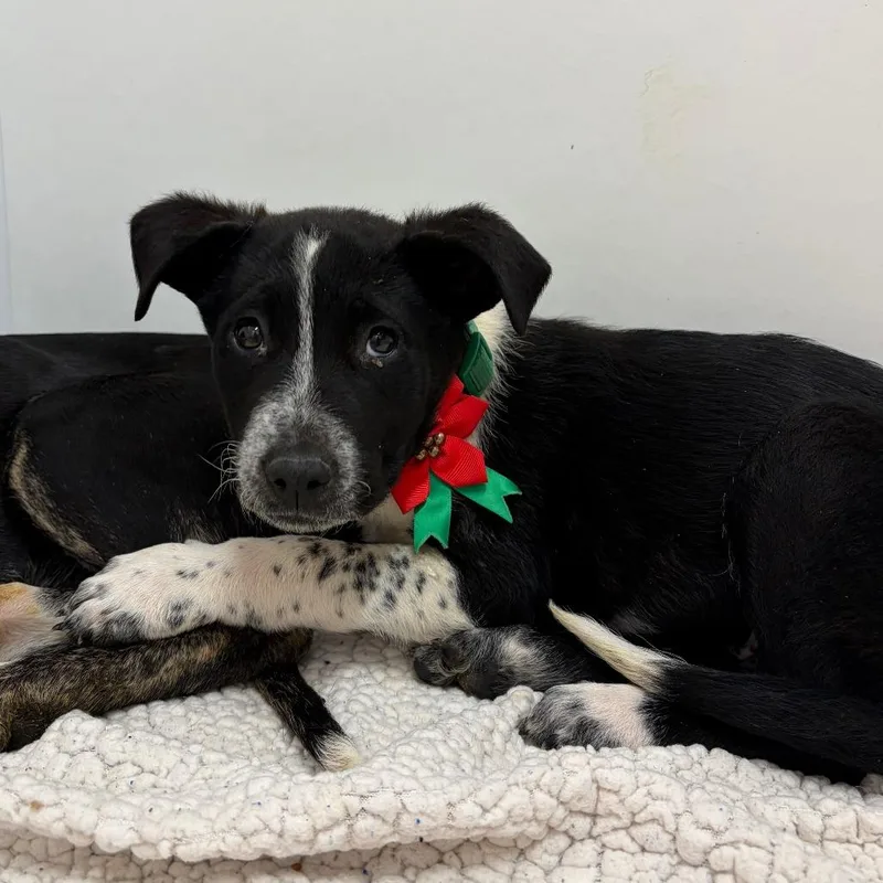 Dragon Dance thumbnail 3