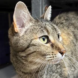 Emma Peal thumbnail 3