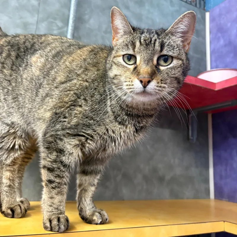 Emma Peal thumbnail 4