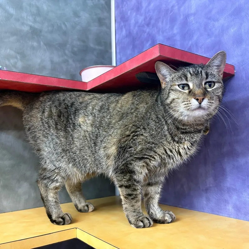 Emma Peal thumbnail 5