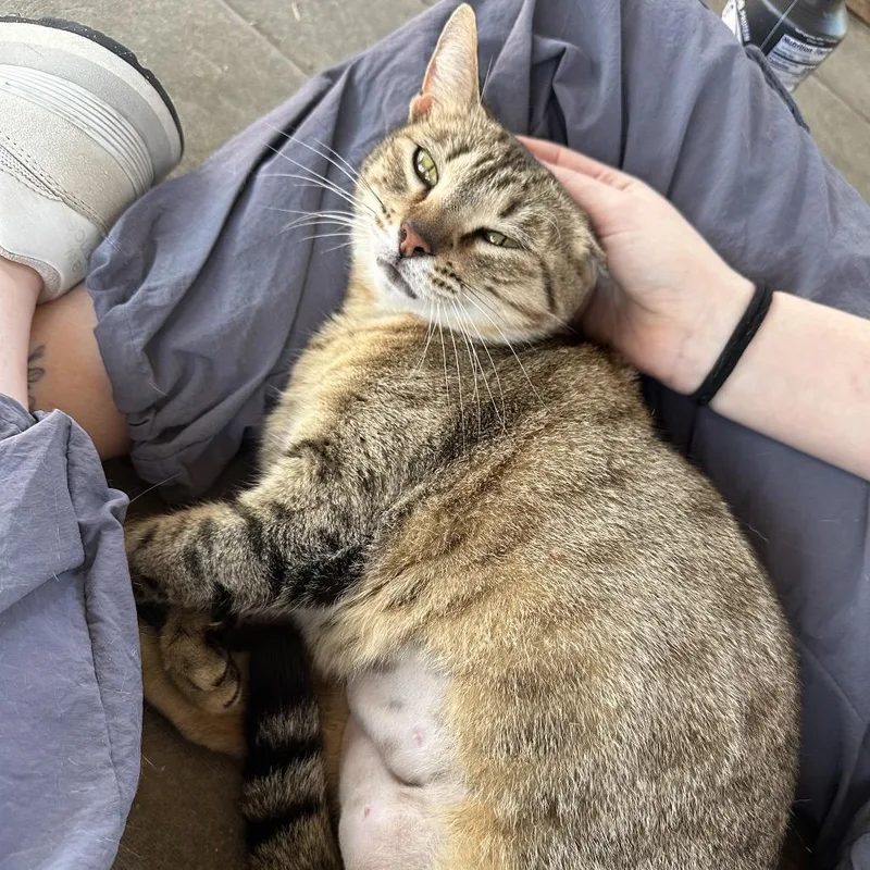 Lil Jimbob thumbnail 2