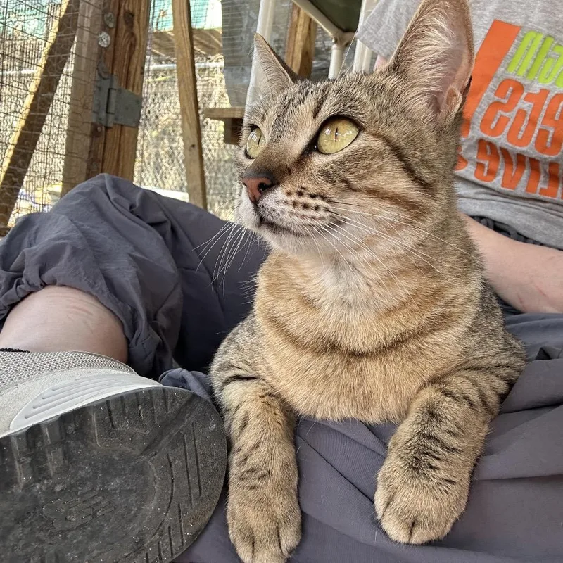 Lil Jimbob thumbnail 4