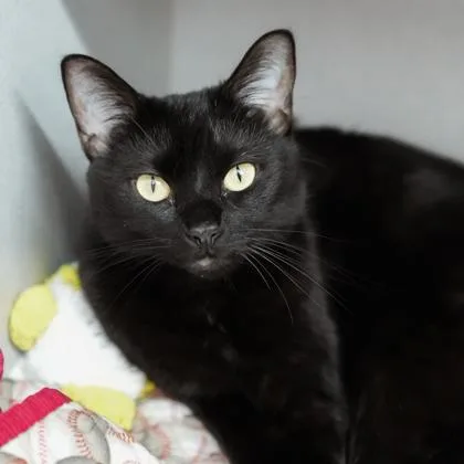 Jerry Lee thumbnail 2