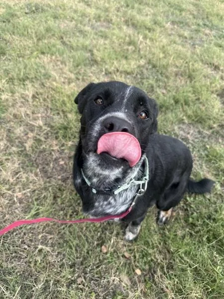 Meatball thumbnail 2