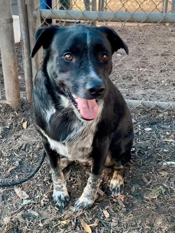 Meatball thumbnail 3