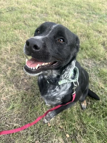 Meatball thumbnail 5