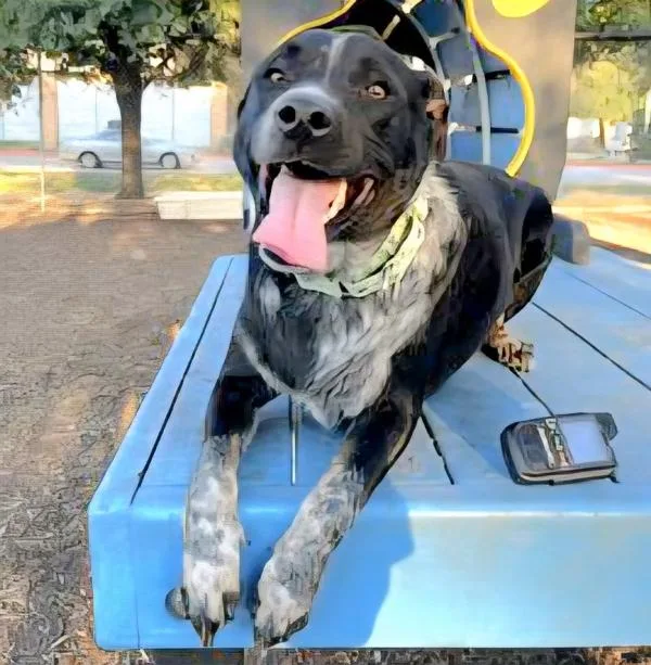 Meatball thumbnail 6