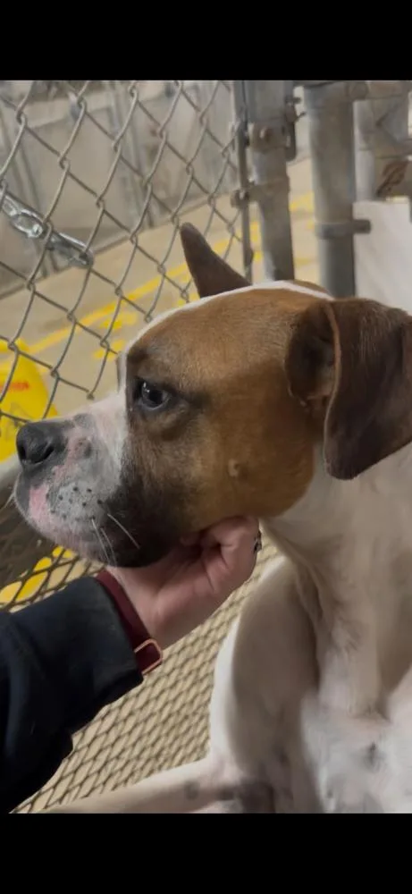 Mesquite thumbnail 2