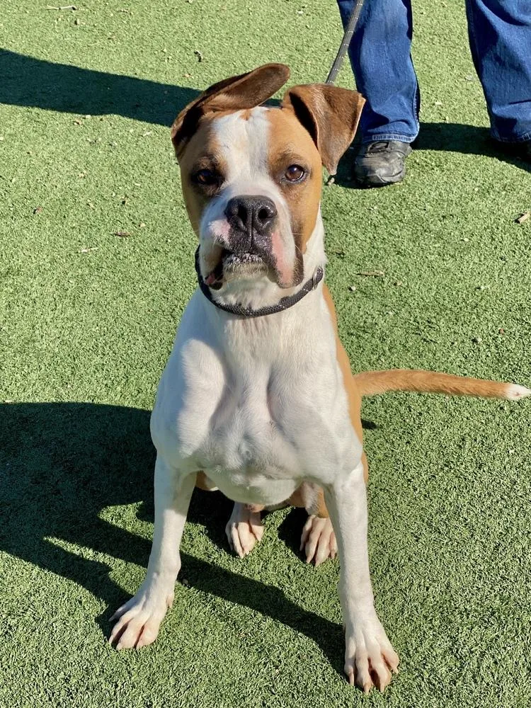 Mesquite thumbnail 3