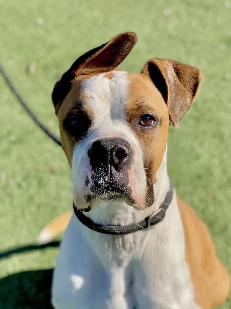 Mesquite thumbnail 4