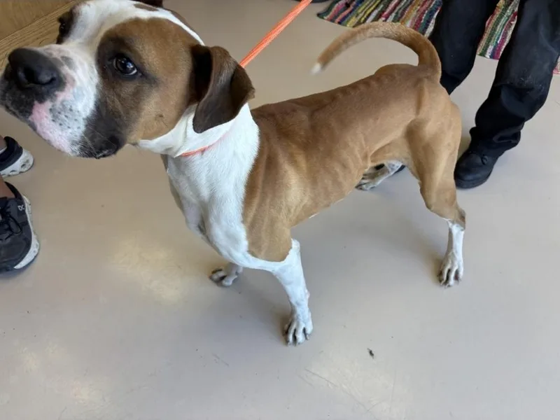 Mesquite thumbnail 5