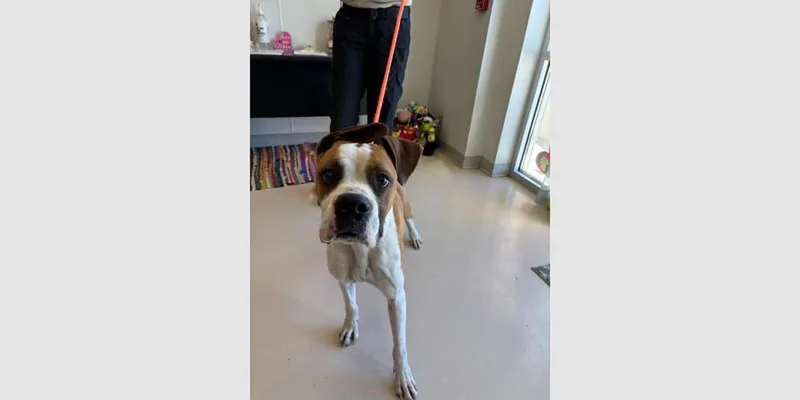 Mesquite thumbnail 6