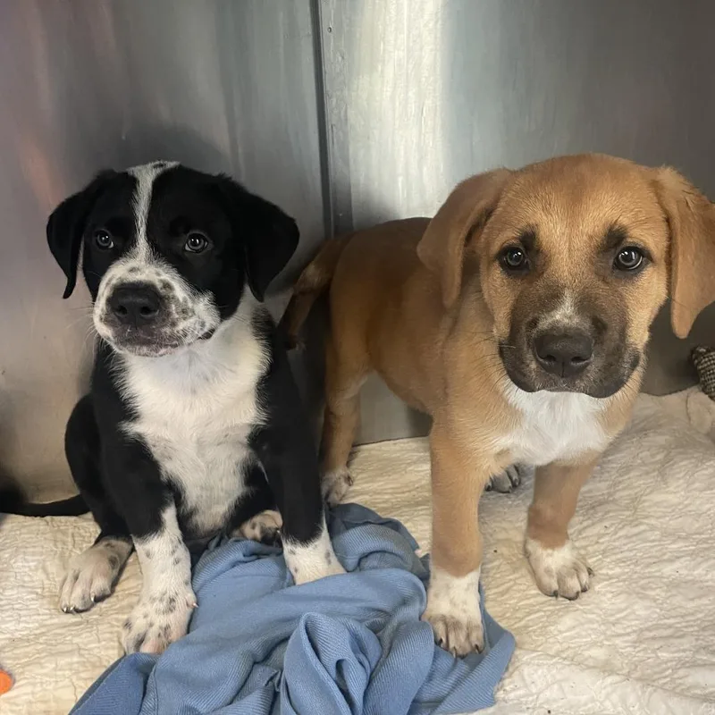 Finn Wolfhard thumbnail 2