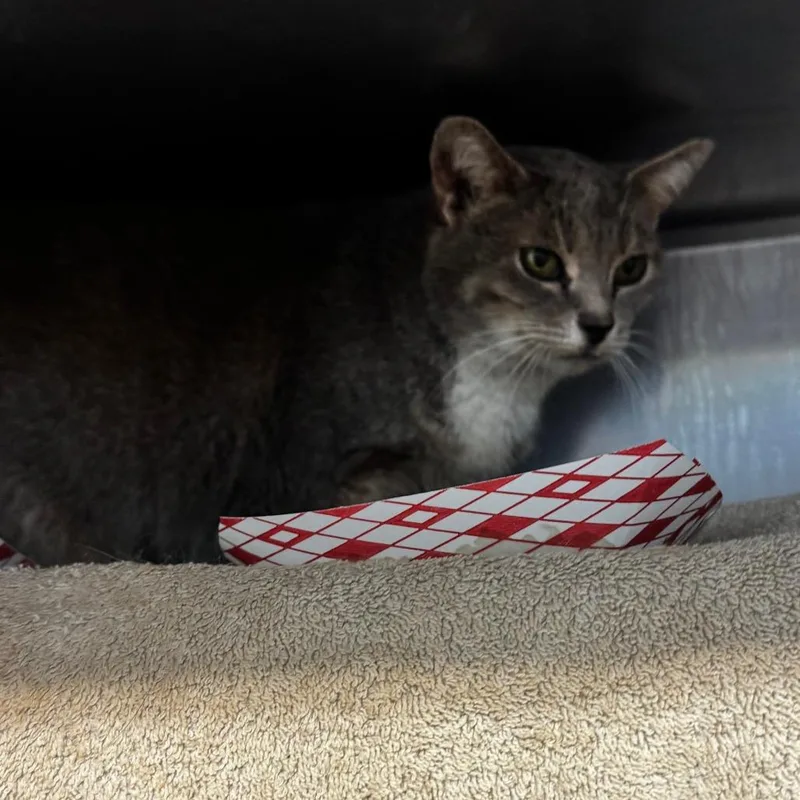 Free Sample thumbnail 2