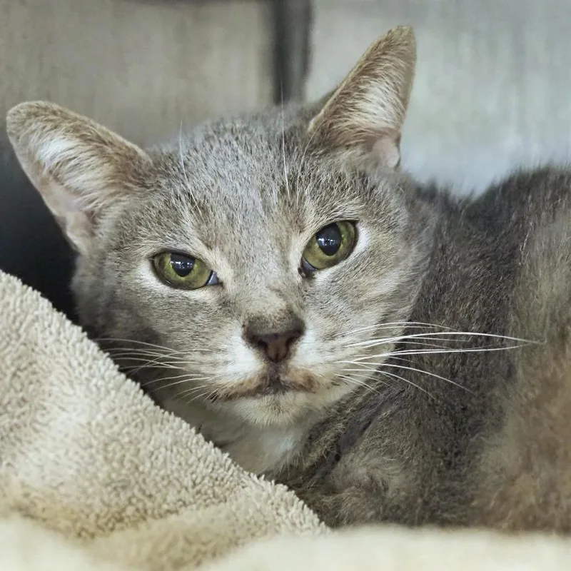 Free Sample thumbnail 4