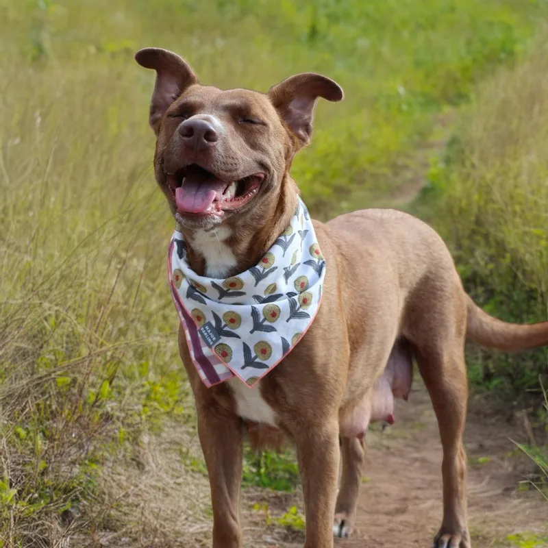 Sourdough thumbnail 6