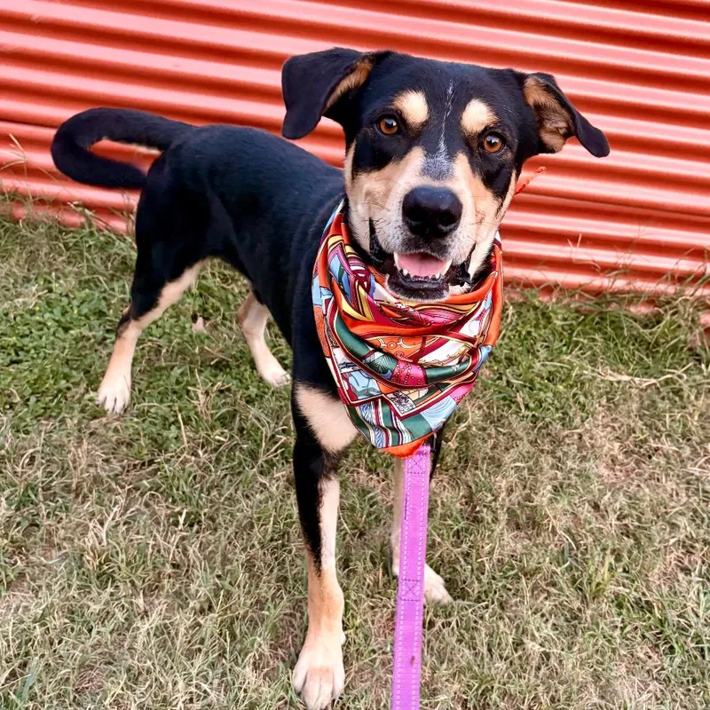 Speedy Gonzales thumbnail 2