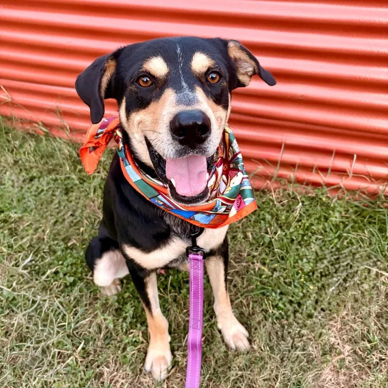 Speedy Gonzales thumbnail 3