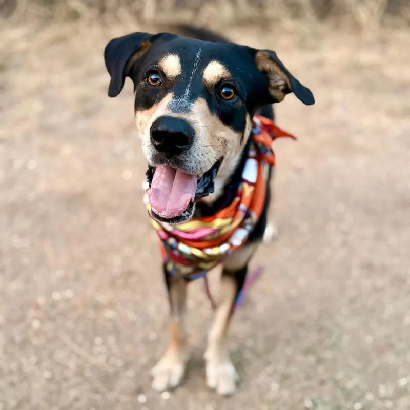 Speedy Gonzales thumbnail 4