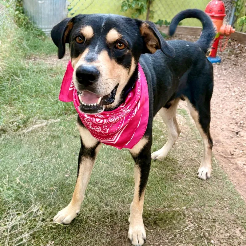 Speedy Gonzales thumbnail 5