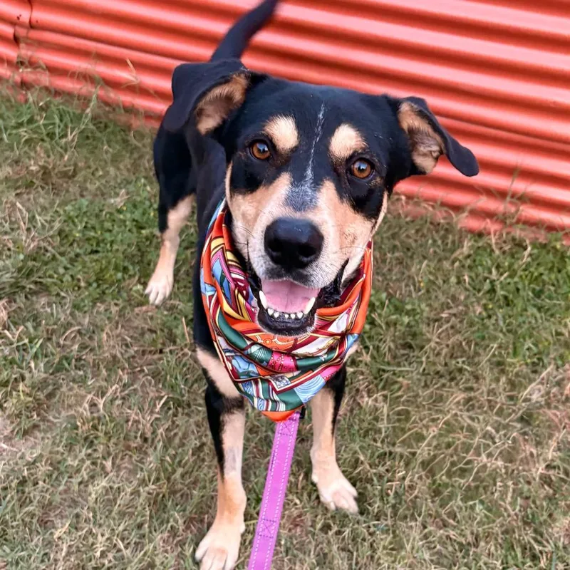 Speedy Gonzales thumbnail 6