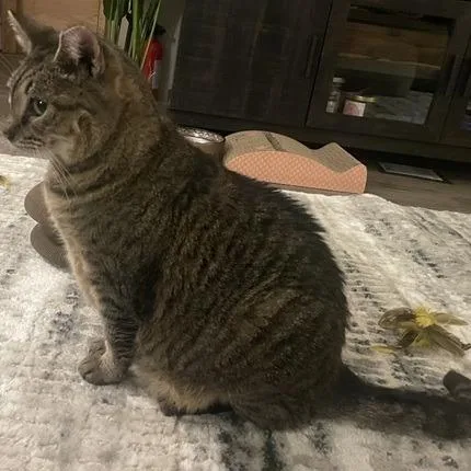 Split Pea Soup thumbnail 3