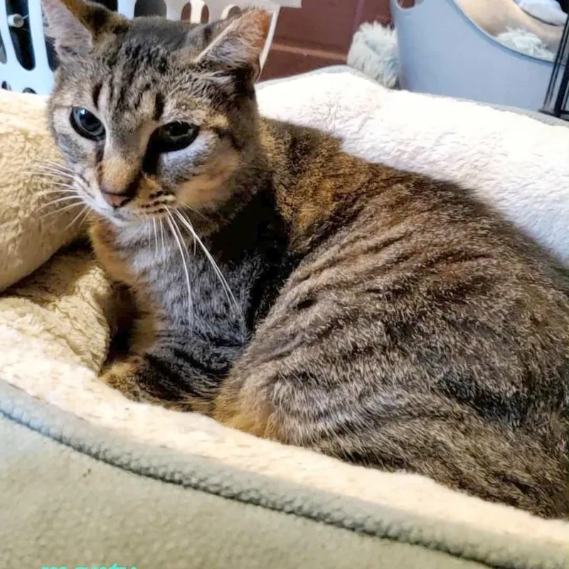 Split Pea Soup thumbnail 4