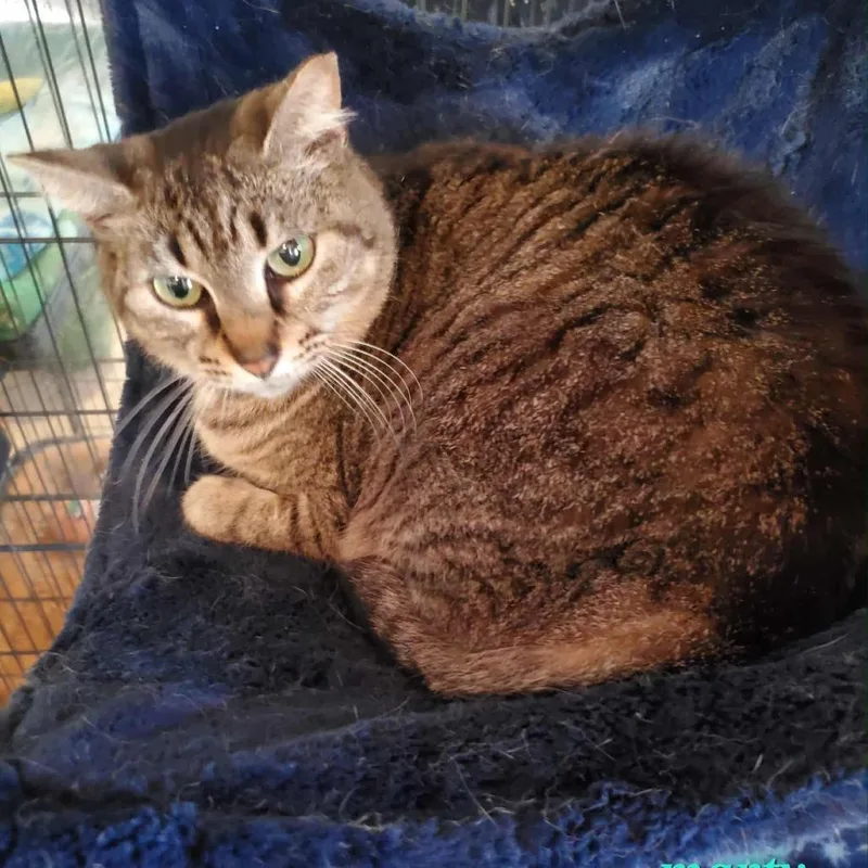 Split Pea Soup thumbnail 5