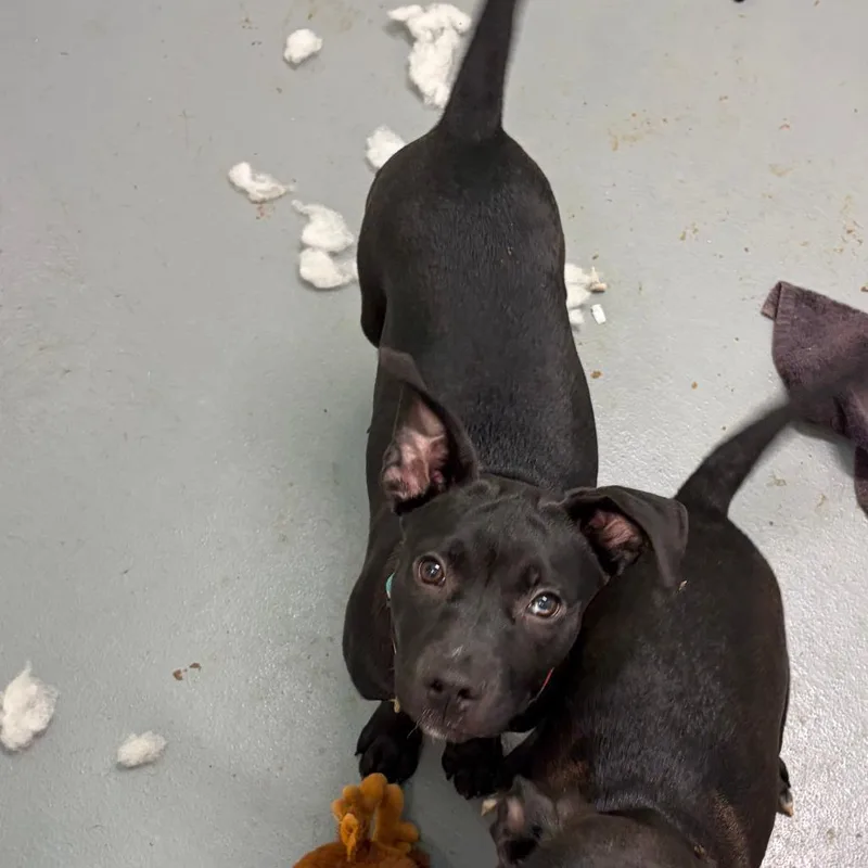 Carlos Rush thumbnail 2