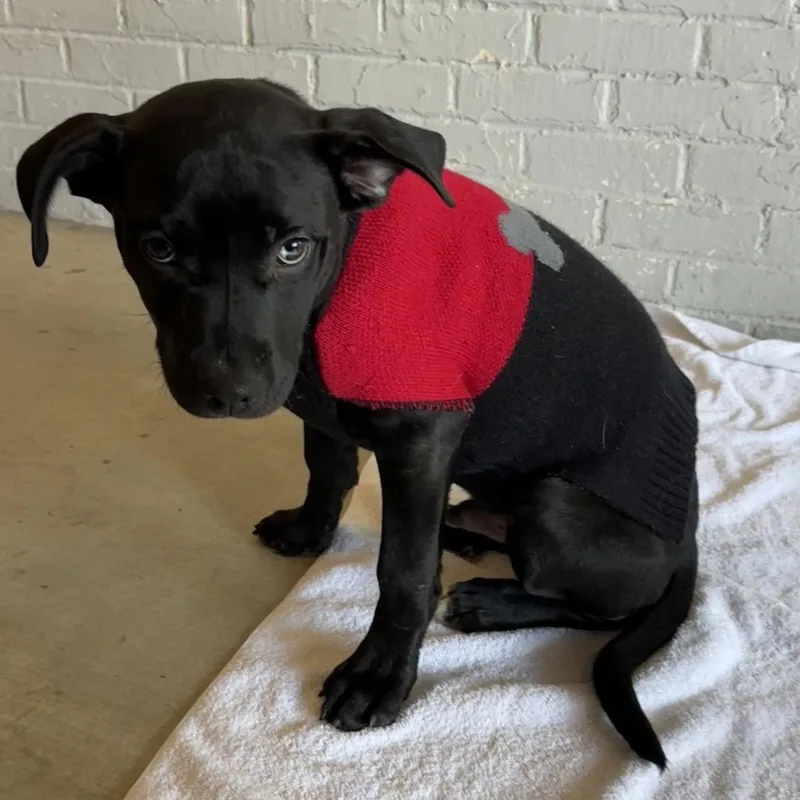 Carlos Rush thumbnail 4