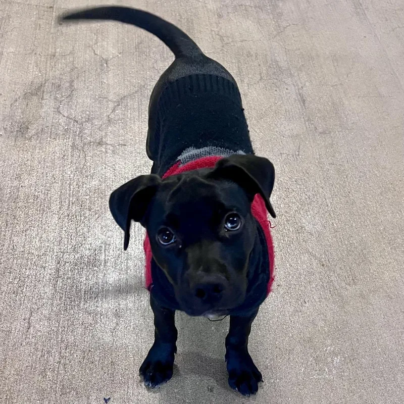 Carlos Rush thumbnail 5