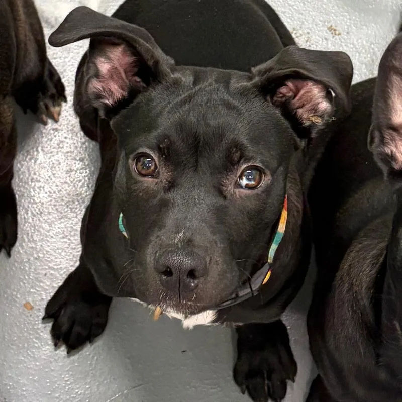 Carlos Rush thumbnail 6