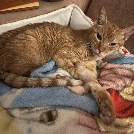 Mitsubishi thumbnail 4