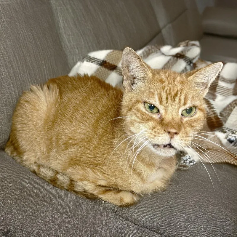 Mitsubishi thumbnail 6