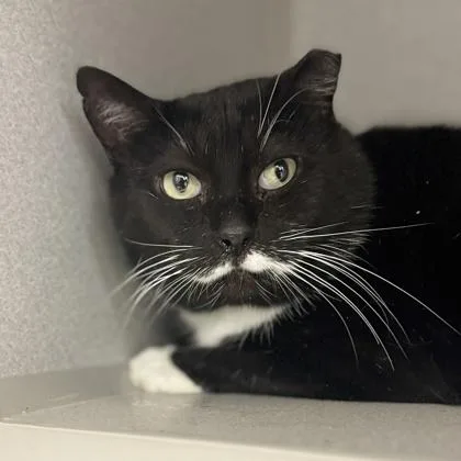 Moostash thumbnail 2