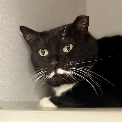 Moostash thumbnail 3