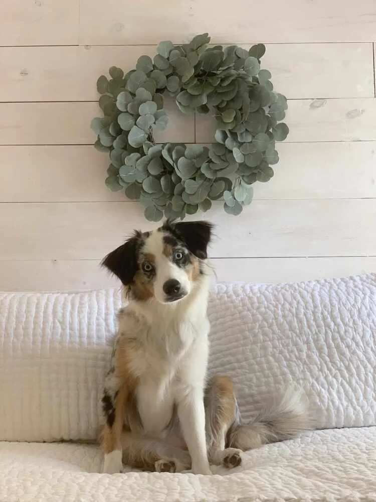 Violet Fl thumbnail 2