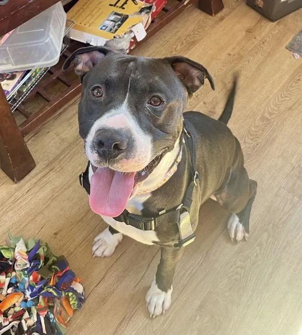 Ottie Pop thumbnail 2