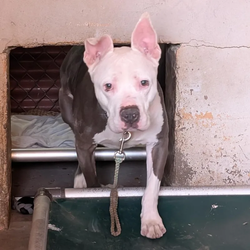 Coleslaw thumbnail 3