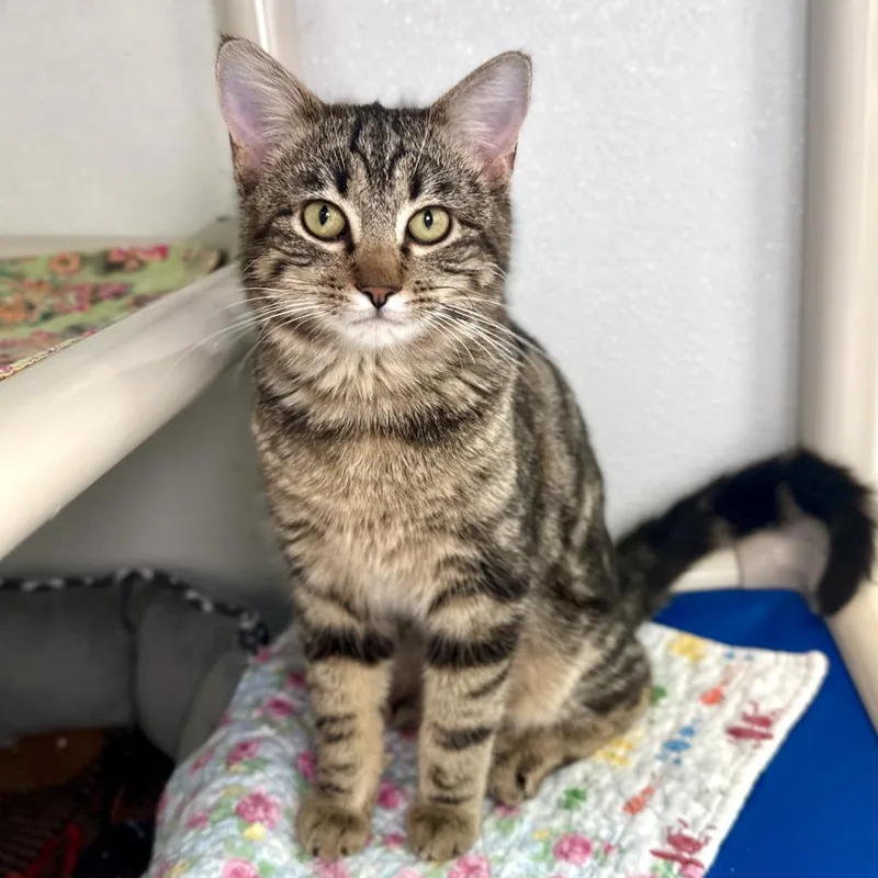 Cosmo Tigger thumbnail 2