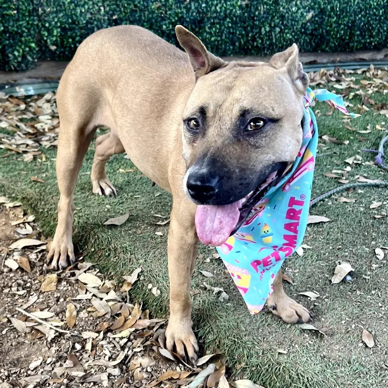 Thin Mint thumbnail 2