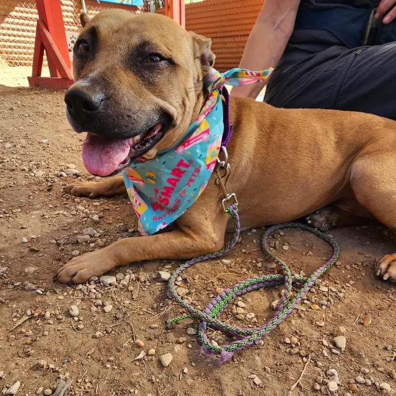 Thin Mint thumbnail 4