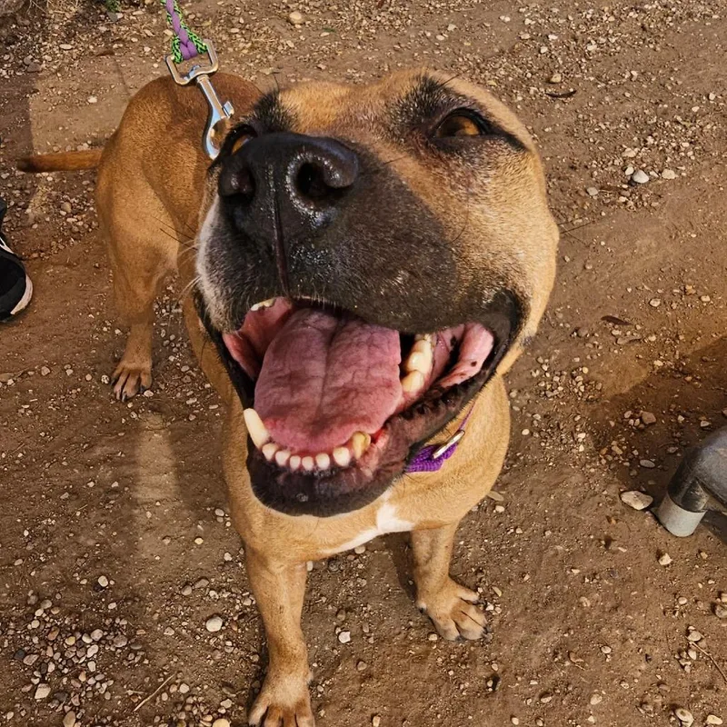 Thin Mint thumbnail 5