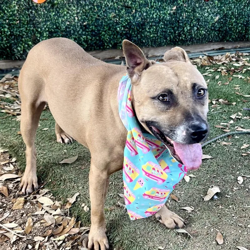 Thin Mint thumbnail 6