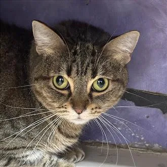 Vesper Lynd thumbnail 2